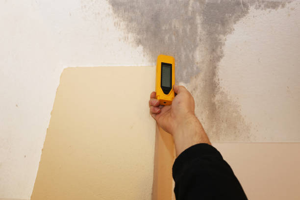 Best Dehumidification Services  in Holtville, CA