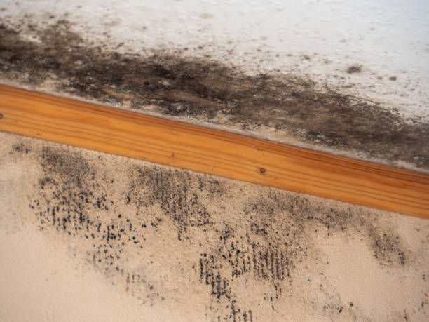  Holtville, CA Mold Removal Pros