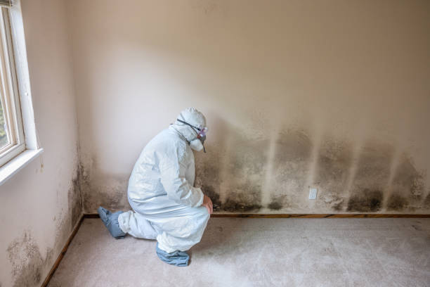 Best Crawl Space Mold Remediation  in Holtville, CA
