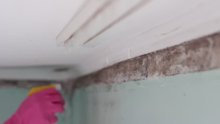 Best Post-Construction Mold Inspection  in Holtville, CA